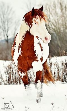 a brown and white horse standing in the snow with its front legs spread out as it runs