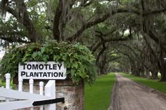 a white picket fence sitting next to a lush green forest filled with live oak trees