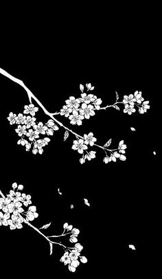 a branch with white flowers on it against a black background