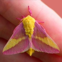 a small pink and yellow moth sitting on someone's hand