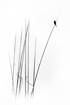 a black and white photo of tall grass with a bird sitting on top of it