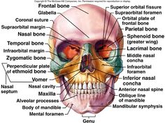 the bones and their major structures are labeled in this diagram, with labels on each side