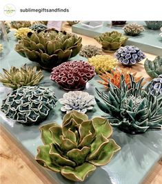 there are many different kinds of succulents on the table with each other