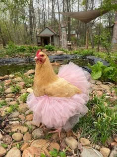 a chicken wearing a pink tutu is sitting on some rocks in the grass near a pond