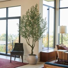 a potted plant in the middle of a living room with large windows and chairs