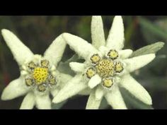 two white flowers with yellow centers in the grass