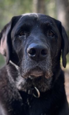 a black dog sitting in the woods looking at the camera with an alert look on his face