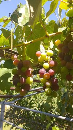 grapes are growing on the vine in an outdoor area with blue sky and green leaves