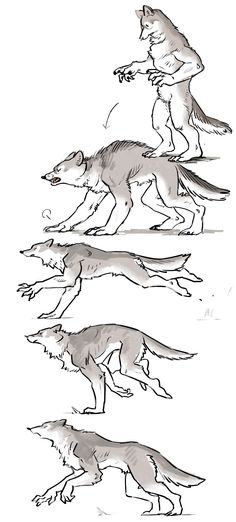 four wolfs are running in the same direction and one is jumping up to catch something