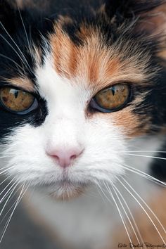 a calico cat looking at the camera