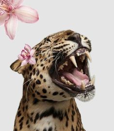 a leopard with its mouth open and a flower in it's mouth is shown