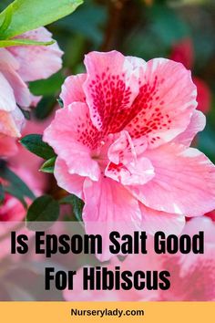 pink flowers with the words, is epson salt good for hibiscus?