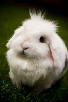 a white rabbit sitting on top of green grass