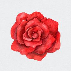 a drawing of a red rose on a white background