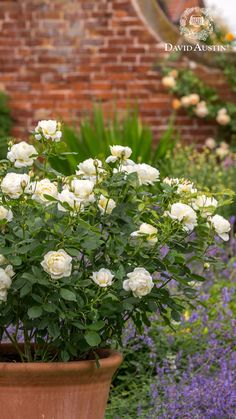 a potted plant with white flowers in front of a brick wall and purple plants