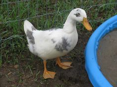 a white duck standing next to a blue tub