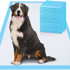 a black and brown dog sitting next to stacks of blue pads