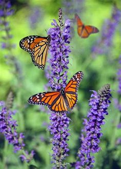 two monarch butterflies flying over purple flowers