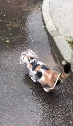 a cat is walking in the rain carrying a plastic bag