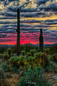 the sun is setting behind some saguados and cacti in the desert