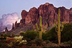 the desert is full of tall cactus trees and mountains in the distance are lit up with pink clouds