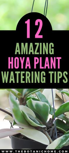 a potted plant with the words 12 amazing hoya plant watering tips