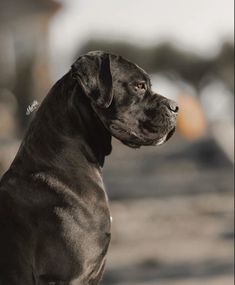 a black dog sitting on top of a sandy beach next to the ocean and looking off into the distance