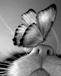 a black and white photo of a cat's face with a butterfly on its nose