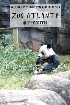 a panda bear sitting on top of a lush green field