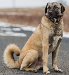 a large brown dog sitting on top of a road