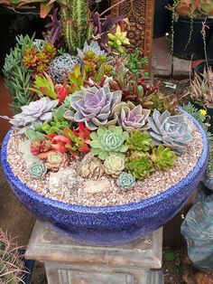 a blue bowl filled with lots of succulents