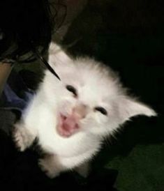 a small white kitten with its mouth open