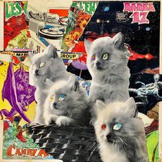 three grey cats sitting on top of a table next to each other with colorful images behind them