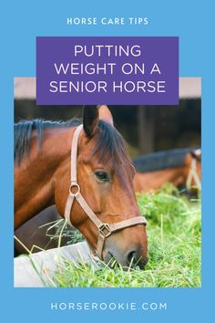 How To Put Weight On A Horse, Senior Tips, Horse Hacks, Tips To Gain Weight, Horse Weight, Horse Healing, Horse Senior Pictures