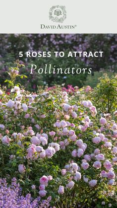 pink flowers with the words 5 roses to attract pollinators in front of them