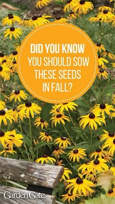 Seeds To Plant In Fall, Fall Planting Perennials, Plant In Fall, Fall Flowers Garden, Fall Perennials, Winter Sowing, Seed Planting, Saving Seeds, Fall Planting