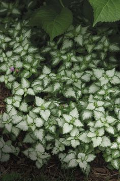 white flowers with green leaves on the ground in front of some grass and dirt area