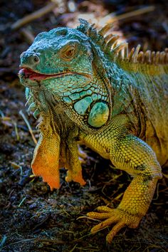 an iguana is standing in the dirt