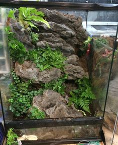 an aquarium filled with plants and rocks