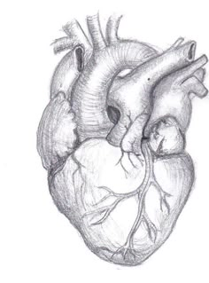 a drawing of a human heart