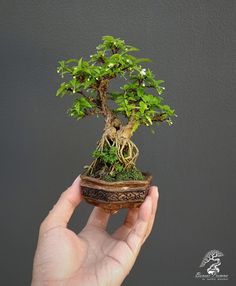 a hand holding a small bonsai tree