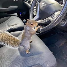 a squirrel is standing on the dashboard of a car and reaching up to grab something