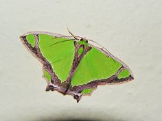 a green butterfly sitting on top of a white surface