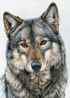 a drawing of a wolf is shown on an instagram