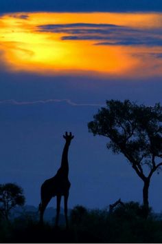 a giraffe standing next to a tree at sunset