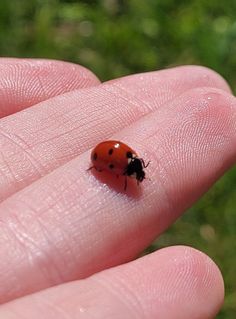 a ladybug sitting on top of someone's finger