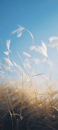 the grass is blowing in the wind on a sunny day