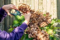 a person cutting leaves with scissors in front of a wooden fence and green planter