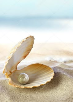 an open shell with a pearl on the beach