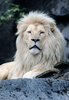 a large white lion laying on top of a rock